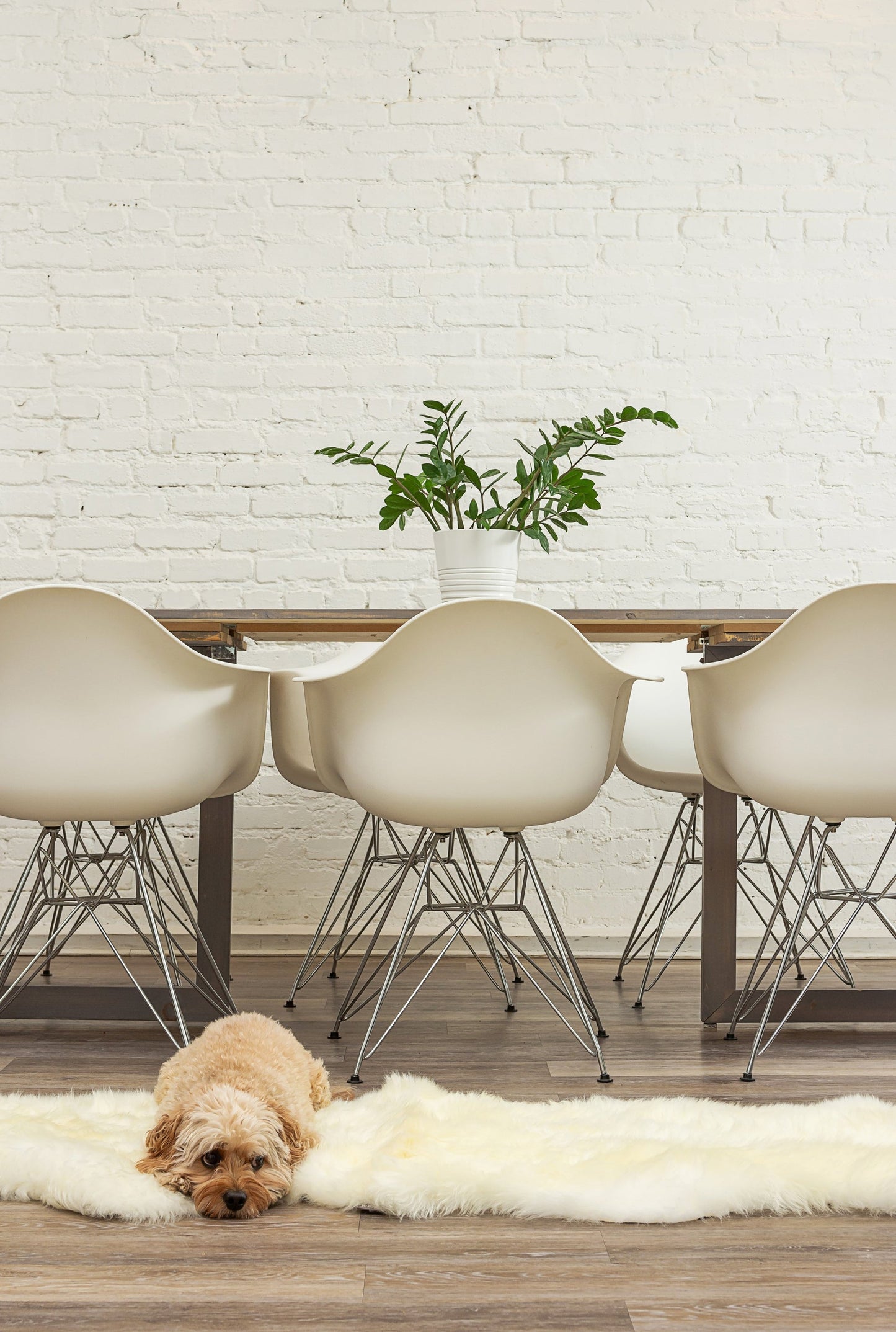 24inches x 72inches x 2inches Natural Double Sheepskin - Area Rug