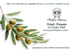 Real Olive Leaf Earrings: Nature Jewelry (Recycled Silver Dangles)