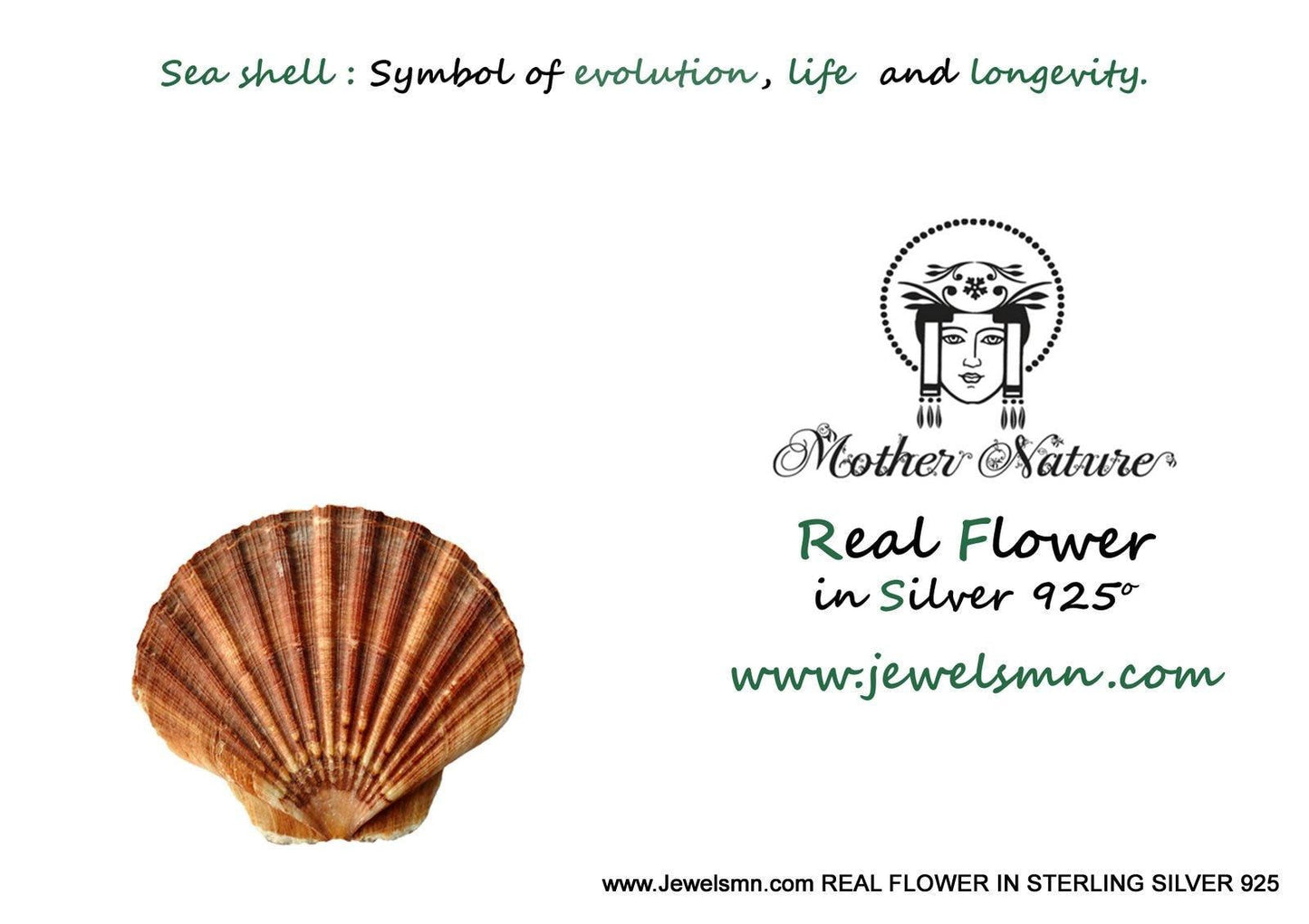 Sea Shell Earrings: Sterling Silver - Handmade Beach Jewelry